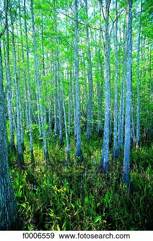 Florida, Forest near Miami View Large Photo Image Stock Photo - Florida, Forest near Miami. Fotosearch