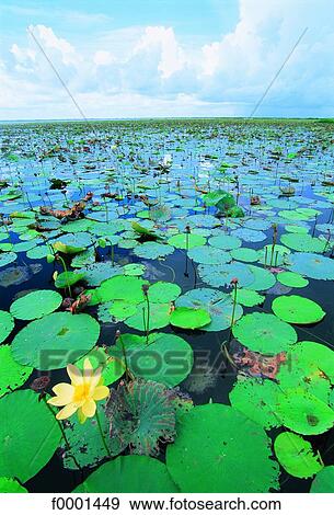 Stock Photo - Florida, Lakeport (Lake Ochechobee), water lillies. Fotosearch