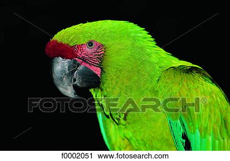 Stock Image - Florida, Miami, parrot. Fotosearch