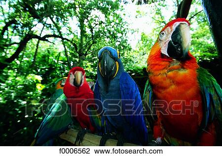 Stock Image - Florida, Miami, parrots in Miami jungle. Fotosearch