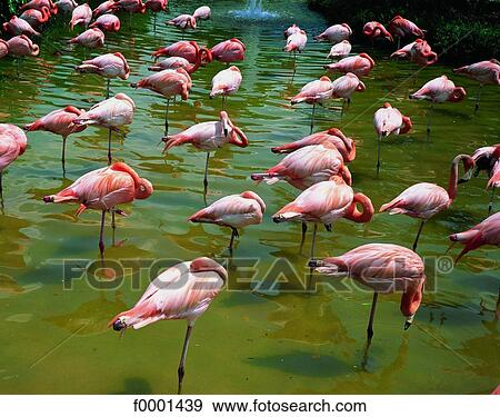 Stock Photo - Florida, Pink flamingos. Fotosearch