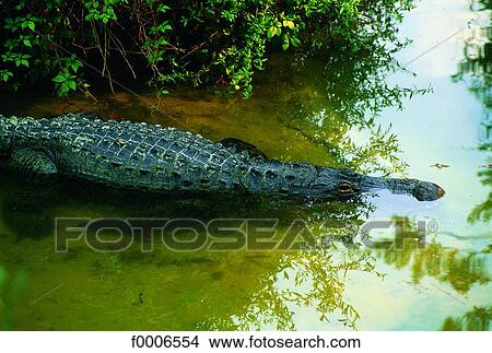 Florida, Tampa, crocodile from the Lowry Zoo View Large Photo Image Picture - Florida, Tampa, crocodile from the Lowry Zoo. Fotosearch