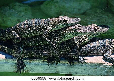 Stock Photo - Florida, The Everglades, baby crocodiles from Wooten's park. Fotosearch