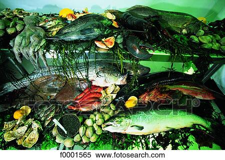 California, San Francisco, showing fish at a restaurant View Large Photo Image Stock Photography - California, San Francisco, showing fish at a restaurant. Fotosearch