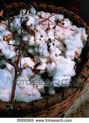 Stock Image - Louisiana, Cotton. Fotosearch