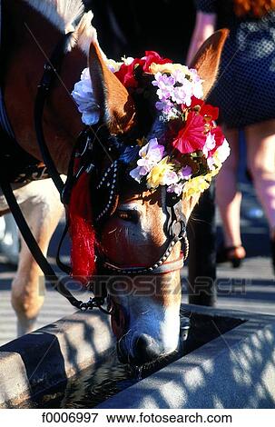 Louisiana, New Orleans, horse drinking View Large Photo Image Stock Photo - Louisiana, New Orleans, horse drinking. Fotosearch