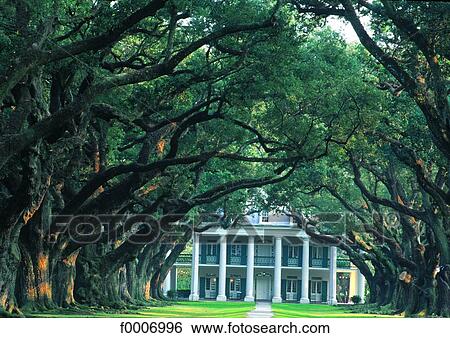 Stock Photograph - Louisiana, Vacherie, Oak Alley plantation. Fotosearch