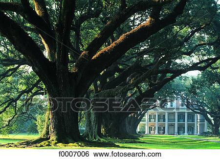 Louisiana, Vacherie, Oak Alley plantation View Large Photo Image Stock Photograph - Louisiana, Vacherie, Oak Alley plantation. Fotosearch