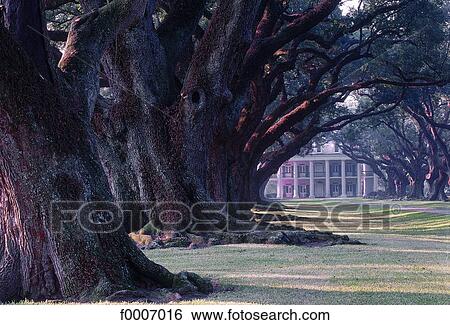 Louisiana, Vacherie, Oak Alley plantation View Large Photo Image Stock Photograph - Louisiana, Vacherie, Oak Alley plantation. Fotosearch