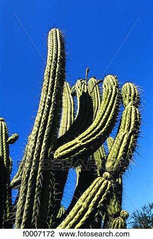 Arizona, Grand Canyon, cactus View Large Photo Image Stock Image - Arizona, Grand Canyon, cactus. Fotosearch
