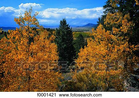 Stock Image - Colorado, Rocky Mountains, Aspen in the fall. Fotosearch