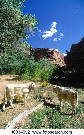 Arizona, Canyon de Chelly, Navajo reservation, cows grazing View Large Photo Image Stock Image - Arizona, Canyon de Chelly, Navajo reservation, cows grazing. Fotosearch