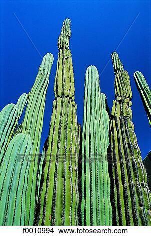 Arizona, Grand Canyon, cactus View Large Photo Image Picture - Arizona, Grand Canyon, cactus. Fotosearch