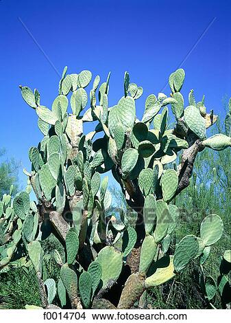 Arizona, Sonora desert, cactus View Large Photo Image Picture - Arizona, Sonora desert, cactus. Fotosearch