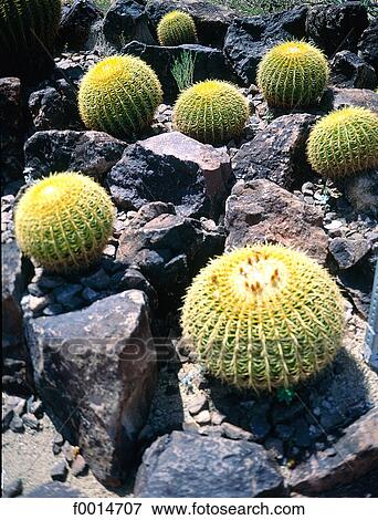 Arizona, Sonora desert, cactus View Large Photo Image Stock Photo - Arizona, Sonora desert, cactus. Fotosearch