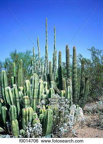 Arizona, Sonora desert, cactus View Large Photo Image Stock Photograph - Arizona, Sonora desert, cactus. Fotosearch