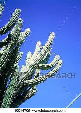 Arizona, Sonora desert, cactus View Large Photo Image Stock Photography - Arizona, Sonora desert, cactus. Fotosearch