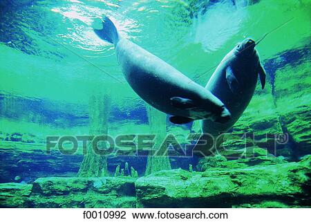 Florida, Everglades nat. Park, Crystal river, manatees View Large Photo Image Stock Image - Florida, Everglades nat. Park, Crystal river, manatees. Fotosearch