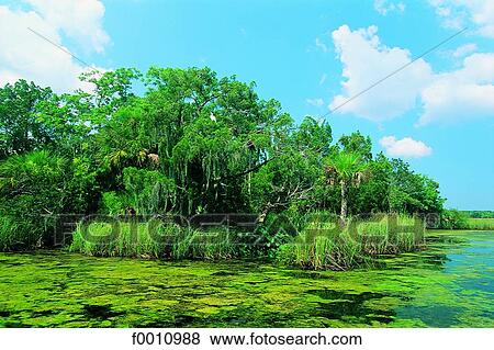 Florida, Everglades nat. Park, Crystal river View Large Photo Image Stock Photo - Florida, Everglades nat. Park, Crystal river. Fotosearch