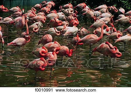 Florida, Everglades nat. Park, pink flamingo View Large Photo Image Stock Image - Florida, Everglades nat. Park, pink flamingo. Fotosearch