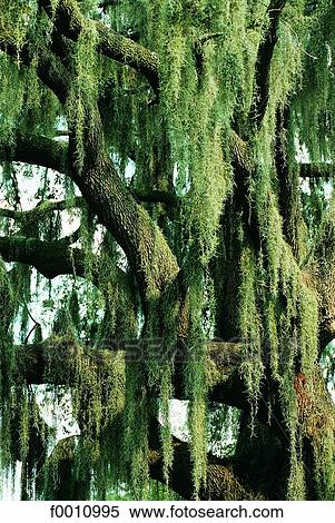 Florida, Everglades nat. Park, the swamps View Large Photo Image Stock Photography - Florida, Everglades nat. Park, the swamps. Fotosearch