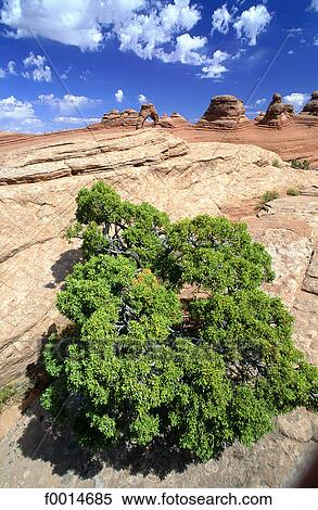 Utah, Arches national park View Large Photo Image Stock Photography - Utah, Arches national park. Fotosearch
