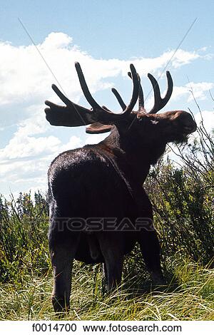 Wyoming, near Sundance a wild moose View Large Photo Image Stock Image - Wyoming, near Sundance a wild moose. Fotosearch