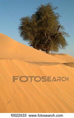United Arab Emirates, Dubai, desert View Large Photo Image Stock Image - United Arab Emirates, Dubai, desert. Fotosearch