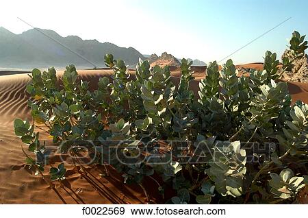 Stock Photo - United Arab Emirates, Dubai, desert, plant. Fotosearch