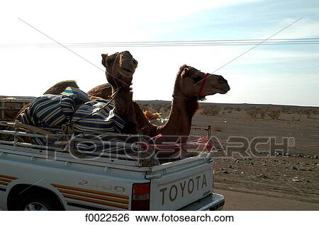 Stock Photograph - United Arab Emirates, Dubai, dromedaries in a pick-up. Fotosearch