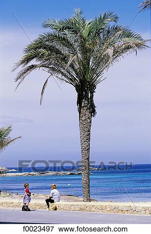 Spain, Balearic Islands, Formentera, Es Pujols, palm tree View Large Photo Image Stock Photo - Spain, Balearic Islands, Formentera, Es Pujols, palm tree. Fotosearch