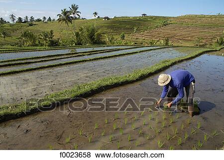 Indonesia, Bali, man working in a ricefield View Large Photo Image Stock Photo - Indonesia, Bali, man working in a ricefield. Fotosearch