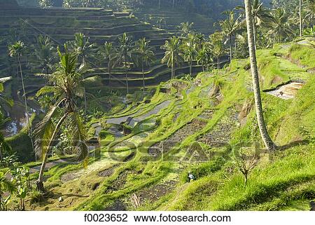 Indonesia, Bali, near Ubud, ricefields View Large Photo Image Stock Image - Indonesia, Bali, near Ubud, ricefields. Fotosearch