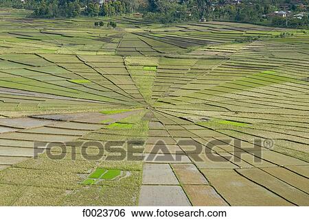 Indonesia, Flores, near Ruteng, cobweb-shaped ricefields View Large Photo Image Stock Photograph - Indonesia, Flores, near Ruteng, cobweb-shaped ricefields . Fotosearch