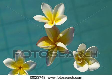 Indonesia, Lombok, frangipani flowers View Large Photo Image Stock Photo - Indonesia, Lombok, frangipani flowers. Fotosearch