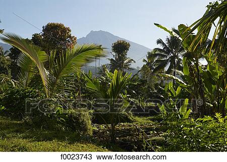 Indonesia, Lombok, tabacco field and Rinjani volcano View Large Photo Image Stock Image - Indonesia, Lombok, tabacco field and Rinjani volcano. Fotosearch