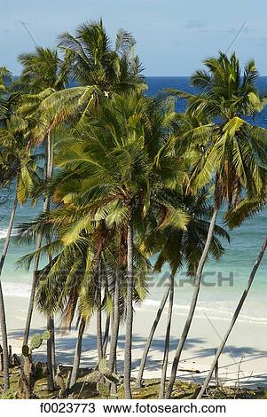 Indonesia, Sulawesi, Bira Beach, palm trees View Large Photo Image Stock Image - Indonesia, Sulawesi, Bira Beach, palm trees. Fotosearch