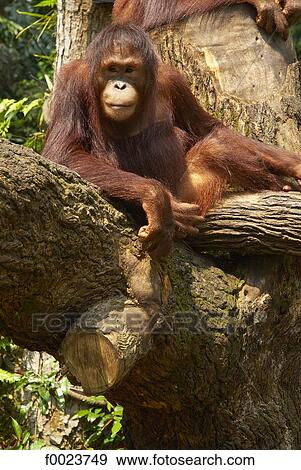 Stock Photo - Indonesia, Sumatra, Gunung Leuser National Park, orang utan. Fotosearch
