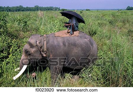 Nepal, Terai, Chitwan National Park, elephant View Large Photo Image Stock Image - Nepal, Terai, Chitwan National Park, elephant. Fotosearch