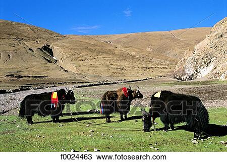 China, Tibet, Lhatse area, yaks View Large Photo Image Stock Image - China, Tibet, Lhatse area, yaks. Fotosearch
