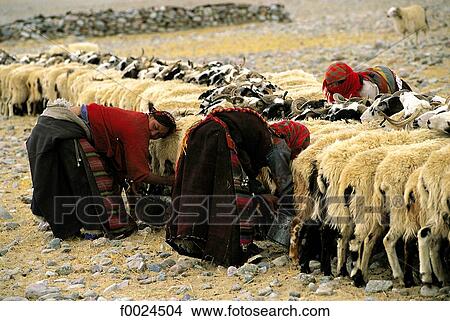 China, Tibet, Samsang area, goat milking View Large Photo Image Picture - China, Tibet, Samsang area, goat milking. Fotosearch
