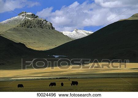 China, Tibet, Samsang area, yaks View Large Photo Image Stock Photograph - China, Tibet, Samsang area, yaks. Fotosearch