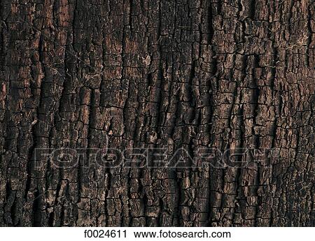 Bark View Large Photo Image Stock Image - Bark. Fotosearch