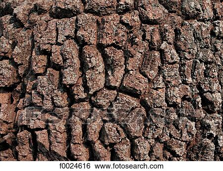 Bark View Large Photo Image Stock Photograph - Bark. Fotosearch