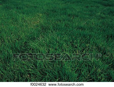 Stock Image - Grass. Fotosearch