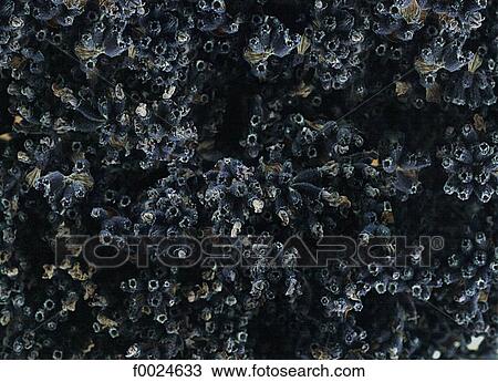 Lavender View Large Photo Image Stock Image - Lavender. Fotosearch