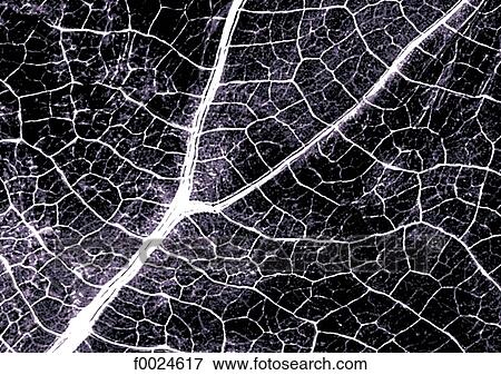 Leaf View Large Photo Image Stock Photo - Leaf. Fotosearch