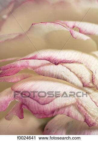 Petals View Large Photo Image Stock Image - Petals. Fotosearch