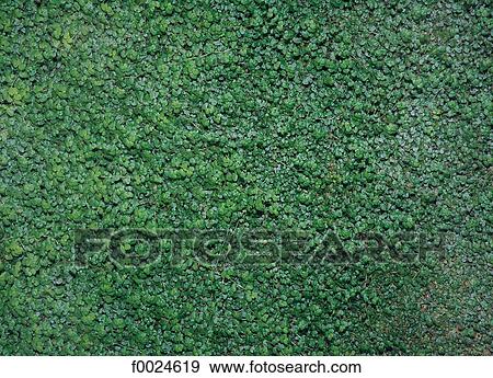 Water plants View Large Photo Image Stock Photo - Water plants. Fotosearch