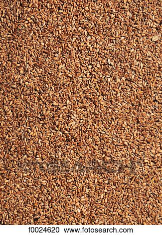 Wheat View Large Photo Image Stock Image - Wheat. Fotosearch